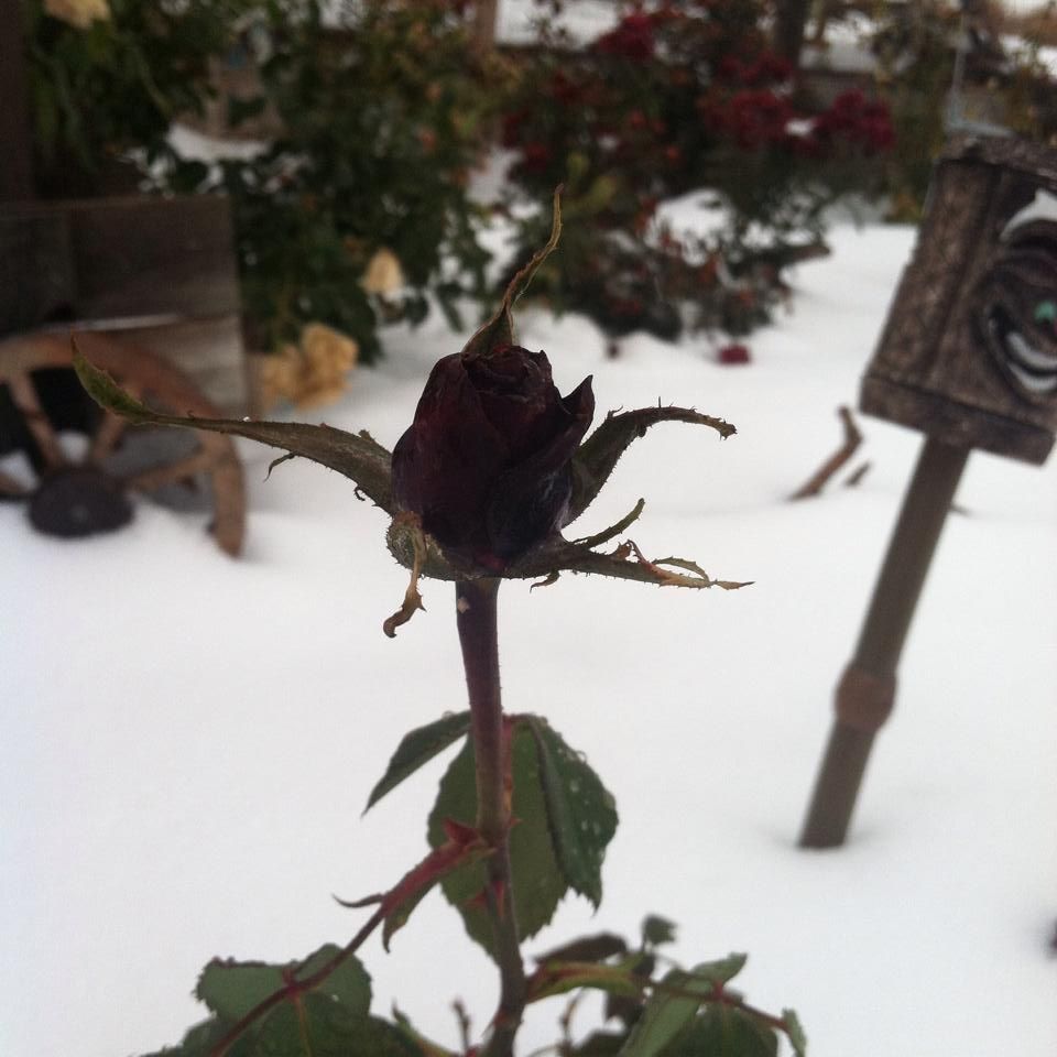 Snow